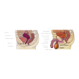 Illustration: Schnittzeichnung durch männliche und weibliche Geschlechtsorgane: Beim Mann: Eichel, Vorhaut, Harnröhre, Schwellkörper, Hodensack, Hoden, Nebenhoden, Samenbläschen, Samenleiter, Harnblase und Prostata. Bei der Frau: Klitoris, Scheide, Gebärmutter, Eileiter und Eierstock