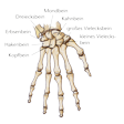 Illustration: Knochen im Handgelenk, beginnend an der Kleinfingerseite: Erbsenbein, Dreiecksbein, Mondbein, Kahnbein, Hakenbein, Kopfbein, kleines und großes Vielecksbein
