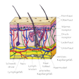 Illustration: Schnittzeichnung durch Haut mit Haaren: Oberhaut, Hornhaut, Lederhaut mit Druckrezeptor, Wärmerezeptor, Haarmuskel, Haarfollikel, Schweißdrüse, Unterhaut mit Nerv, Lymphgefäß, Lymphknoten. Durch Leder- und Unterhaut verlaufen venöse und arterielle Kapillargefäße