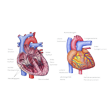 Illustration: Schnittzeichnung durch und Außenansicht von Herz: Herzmuskel, Herzklappen, rechte und linke Herzkammer, rechter und linker Vorhof, Sinusknoten, beziehungsweise: Herzkranzarterien und Herzkrankzvenen, Lungenarterie, obere und untere Hohlvene, Aortenbogen, absteigende Aorta, linke Lungenvenen