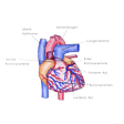 Illustration: Schematische Darstellung Herzkrankgefäße: Rechte und linke Koronararterie, Koronarvernen, vorderer und hinterer Ast, Aortenbogen, Lungenarterie, obere Hohlvene