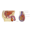 Illustration: Schnittzeichnung durch männliche Geschlechtsorgane und durch Hodensack: Hoden, Nebenhoden, Samenleiter, Blutgefäß, Samenstrang