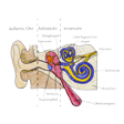 Illustration: Schnittzeichnung durch Ohr: äußeres Ohr, Mittelohr mit Trommelfell, Hammer, Amboss und Steigbügel, Innenohr mit Ohrtrompete, Gleichgewichtsorgan, Schnecke und Hörnerv