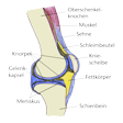 Illustration: Schnittzeichnung durch Kniegelenk: Oberschenkelknochen, Kniescheibe und Schienbein jeweils mit Knorpel, Muskel, Sehne, Schleimbeutel, Fettkörper, Meniskus, Gelenkkapsel