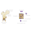 Illustration: Schnittzeichnung durch Oberschenkelknochen mit Knochenmasse und Knochenbälkchen. Und Knochenquerschnitt mit Knochenhaut, Osteoblasten, Osteoklasten, Osteozyten, Blutgefäßen