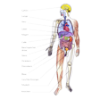 Illustration: Schnittzeichnung durch menschlichen Körper: Gehirn, Lunge, Herz, Leber, Magen, Galle, Bauchspeicheldrüse, Niere, Dickdarm, Dünndarm, Blase, Geschlechtsorgan, Muskeln, Knochen
