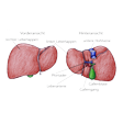 Illustration: Schematische Darstellung Vorder- und Hinteransicht von Leber: Vorderansicht: Rechter und linker Leberlappen, Hinteransicht: Linker Leberlappen, untere Hohlvene, Pfortader, Leberarterie, Gallenblase, Gallengang