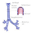 Illustration: Schematische Darstellung Luftröhre: Kehlkopf, Hauptbronchus, Bronchusast. Und Schnittzeichnung durch Luftröhre: Muskelschicht, Knorpel, Schleimhaut