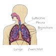 Illustration: Schnittzeichnung durch Oberkörper: Luftröhre, Pleura, Bronchien, Lunge, Zwerchfell 