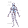 Illustration: Schemtaische Darstellung Lymphsystem des Körpers: Gaumenmandeln, Rachenmandeln, Thymuslappen, Milz, Lymphbanen durch gesamten Körper, Lymphknoten (beispielsweise am Knie)
