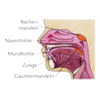 Illustration: Schnittzeichnung durch menschlichen Hals-Nasen-Rachenraum: Nasenhöhle, Rachenmandeln, Mundhöhle, Zunge, Gaumenmandeln