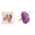 Illustration: Schnittzeichnungen durch Körper und Milz: Lage der Milz im linken Oberbauch, nahe Aorta, Bauchspeicheldrüse, Niere. Aufbau der Milz mit Milzvene, Milzarterie, äußerer Bindegewebskapsel