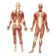 Illustration: Vorder- und Hinteransicht der Muskulatur des menschlichen Körpers