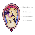 Illustration: Schnittzeichnung durch Gebärmutter einer Schwangeren: Fruchtwasser, Mutterkuchen, Nabelschnur, Fötus