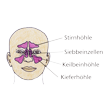 Illustration: Schematische Darstellung Nebenhöhlen des Menschen: Stirnhöhle, Keilbeinhöhle, Siebbeinzellen, Kieferhöhle