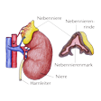 Illustration: Lage der Nebenniere am oberen Ende der Niere und Schnittzeichnung durch Nebenniere mit Nebennierenrinde und Nebennierenmark