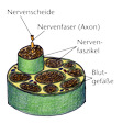 Illustration: Schnittzeichnung durch Nerv: Blutgefäße, Nervenfaszikel, Nervenfaser (Axon), Nervenscheide