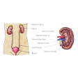 Illustration: Schnittzeichnung durch menschlichen Unterleib und Niere: Nieren mit Nebennieren am oberen Ende der Harnleiter. Schnittzeichung durch Niere: Harnleiter, Nierenvene, Nierenarterie, Nierenbecken, Nierenmark, Nierenrinde