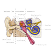 Illustration: Schnittzeichnung durch Ohr: Äußeres Ohr mit Ohrmuschel und Gehörgang, Mittelohr mit Trommelfell, Hammer, Amboss und Steigbügel, Innenohr mit Ohrtrompete, Gleichgewichtsorgan, Schnecke und Hörnerv