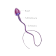 Illustration: Schematische Darstellung Samenzelle mit Kopf, Mittelstück und Schwanz