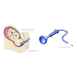 Illustration: Schematische Darstellung Saugglocke und Schnittzeichnung durch Unterleib einer Schwangeren: Saugglocke wird durch Geburtskanal eingeführt und am Kopf des Kindes angesetzt, durch den Schlauch der Glocke wird Unterdruck erzeugt
