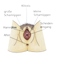 Illustration: Schematische Darstellung weiblicher Genitalbereich: Große Schamlippen, kleine Schamlippen, Klitoris, Harnröhre, Scheideneingang, After