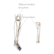 Illustration: Schematische Darstellung Schienbeinknochen und seine Lage im Bein zwischen Oberschenkel und Fuß