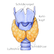 Illustration: Schematische Darstellung Schilddrüse: Unterhalb Kehlkopf und Schilddrüse, vor Luftröhre