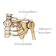 Illustration: Schematische Darstellung Schlüsselbein: Lage nahe Oberarmknochen und Schulterblatt