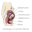 Illustration: Schnittzeichnung durch Unterleib einer Schwangeren (sechster Monat): Gebärmutter, Fruchtwasser, Fötus, Nabelschnur, Blase, Darm