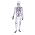 Illustration: Schematische Darstellung: Skelett des Menschen