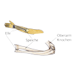 Illustration: Schematische Ansicht Unterarmknochen und ihre Lage im Unterarm: Speiche auf der Daumenseite des Unterarms