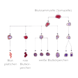 Illustration: Schematische Darstellung: Mögliche Entwicklungen einer Blutstammzelle (Somazelle): Über verschiedene Verästelungen im Diagramm ist die mögliche Ausdifferenzierung zu Blutplättchen, roten Blutkörperchen oder sechs unterschiedlichen Arten von weißen Blutkörperchen dargestellt