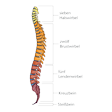 Illustration: Schematische Darstellung Abschnitte der menschlichen Wirbelsäule: Sieben Halswirbel, zwölf Brustwirbel, fünf Lendenwirbel, Kreuzbein, Steißbein