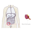 Illustration: Schematische Darstellung: Aussehen des Wurmfortsatzes und seine Lage im rechten Unterbauch am unteren Ende des Blinddarms