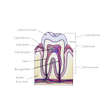 Illustration: Schnittzeichnung durch Zahn: Zahnkrone, Zahnhals und Zahnwurzel, bestehend aus und umgeben von: Zahnschmelz, Zahnfleisch, Zahnbein, Zahnpulpa, Nerven, Blutgefäßen, Kieferknochen