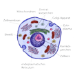 Illustration: Schnittzeichnung durch Zelle: Zellmembran, Eiweiß, Mitochondrien, Zentralkörperchen, Golgi-Apparat, Zytoplasma, endoplasmatisches Reticulum, Zellkern, Kernkörperchen