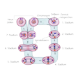 Illustration: Schematische Darstellung Zellteilung: Zelle im ersten Stadium mit zwei Zentralkörperchen, Zellkern und Chromosomen, bildet im zweiten Stadium Spindelfasern, im siebten Stadium sind vier Zentralkörperchen mit zwei Zellkernen inklusive Chromosomen entstanden, die Zelle teilt sich nun vollständig zu zwei neuen Zellen, womit der Prozess erneut beginnen kann