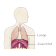 Illustration: Schnittzeichnung durch Oberkörper: Lage des Zwerchfells unterhalb Lunge