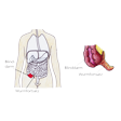 Illustration: Schematische Darstellung: Aussehen des Blinddarms mit Wurmfortsatz und seine Lage im rechten Unterbauch unterhalb des Kolons (Grimmdarm)